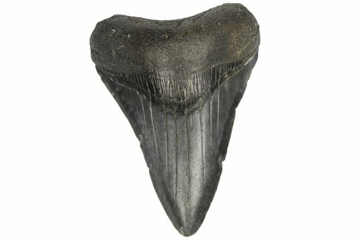 Fossil Megalodon Tooth - South Carolina #187793
